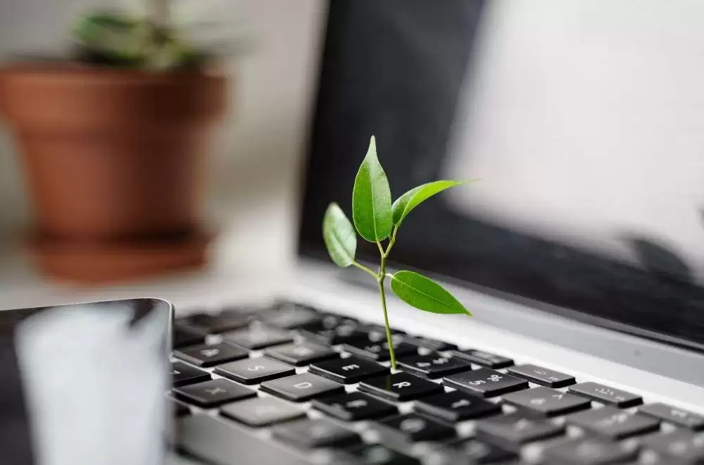Plant growing from keyboard of computer 